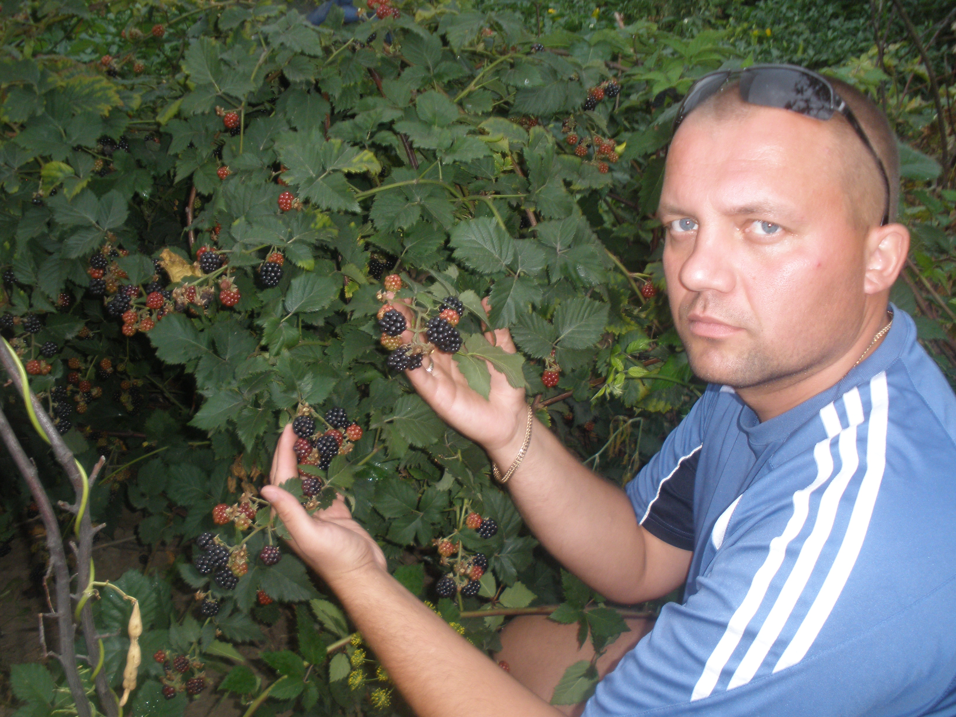 Приватний розплідник